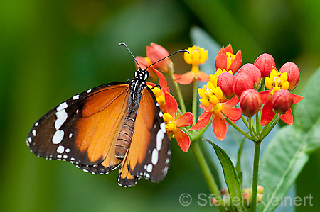 255 Afrikanischer Monarch - Danaus chrysippus